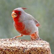 Pyrrhuloxia